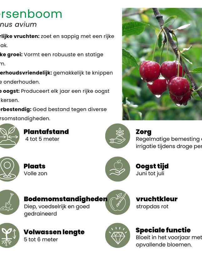 Set di alberi da frutto BIO da 4 - Mela, Pera, Ciliegia e Prugna - 4 x Ø 20 cm - ↨ 60 cm