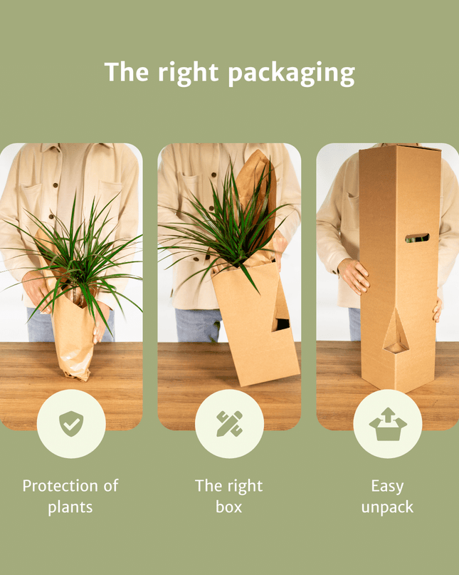 Verrassingsbox - 10 stuks - Ø12cm - ↕25cm