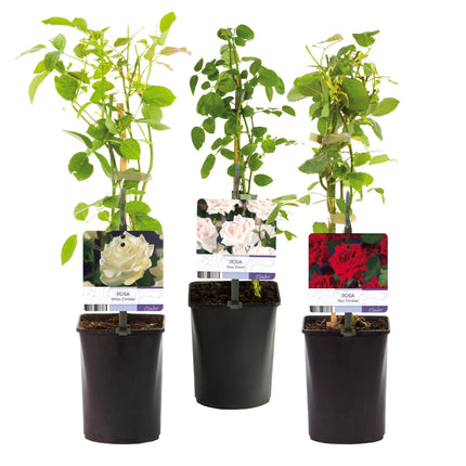 Rosa rampicante Klimroos tricolore - 3 piante - Fiori rosa bianco rosso - Poco cura - Vaso 11cm Altezza 40cm