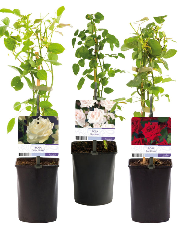 Klimroos Rosa Tricolour - 3 planten - Bloemen Roze Wit Rood - Weinig onderhoud - Pot 11cm Hoogte 40cm