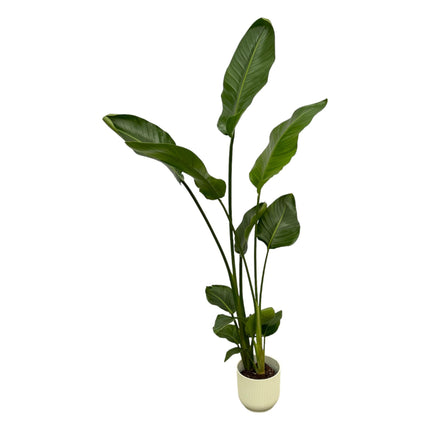 Strelitzia Nicolai + pot Elho Vibes Fold Round wit - 100 cm - Ø18
