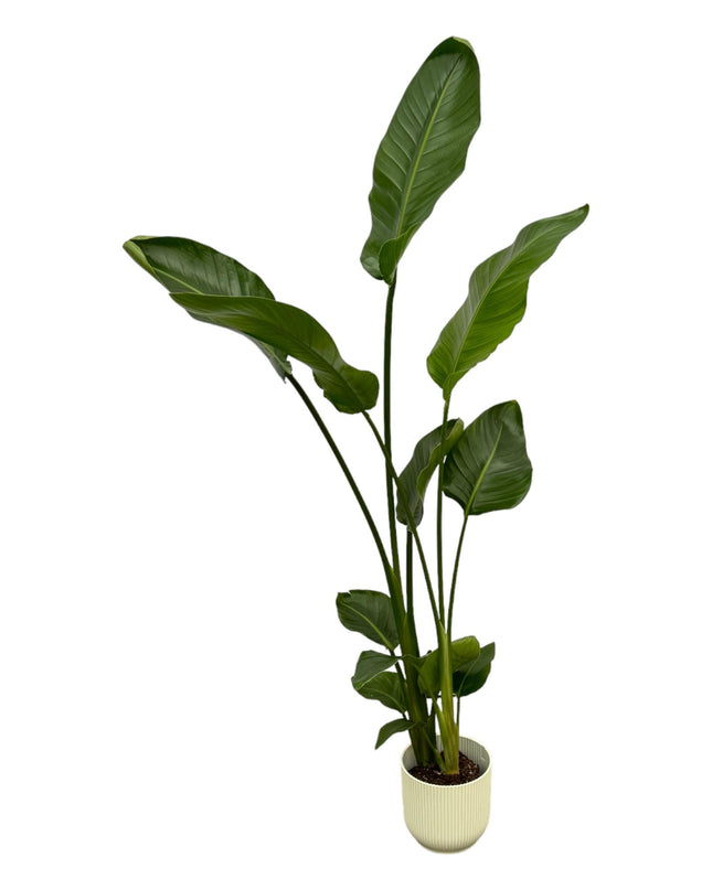 Strelitzia Nicolai + pot Elho Vibes Fold Round wit - 100 cm - Ø18