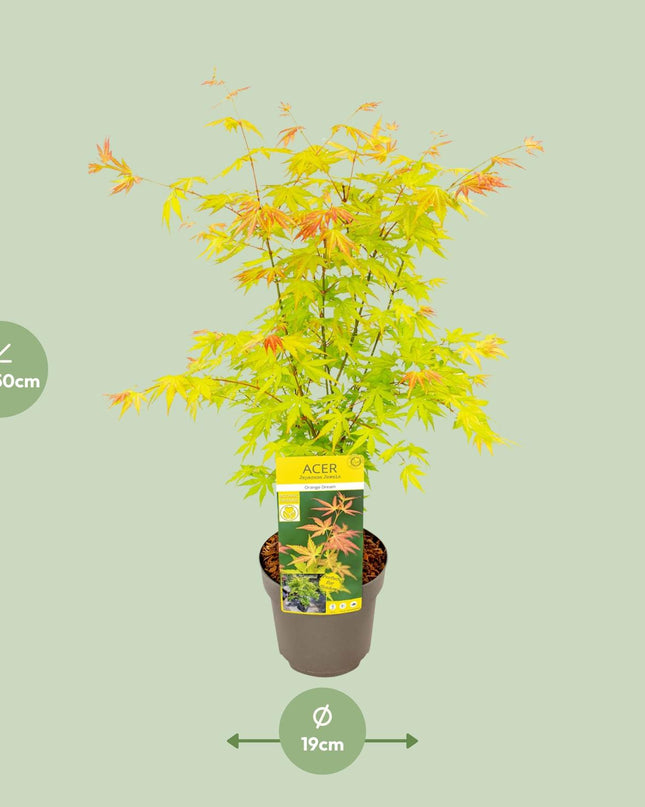 Acer palmatum Orange Dream - Ø19cm - ↕50cm