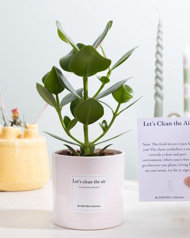 Clusia Rosea Gift "Let's Clean The Air" met wenskaart - Ø12cm - ↕30cm