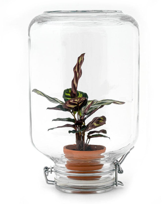 Easyplant - Calathea makoyana - Ø 18 cm ↑ 28 cm