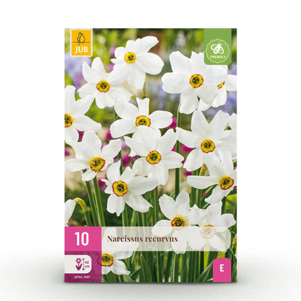 Bloembollen - Narcis Recurvus - Kleur Wit - 10 stuks - Bolmaat 12/14 - XXL Pack