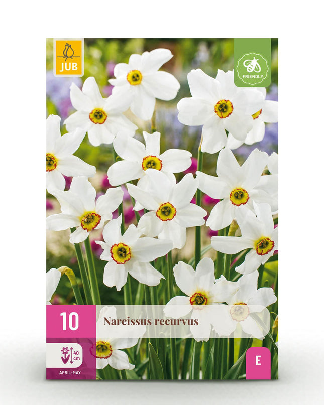 Bloembollen - Narcis Recurvus - Kleur Wit - 10 stuks - Bolmaat 12/14 - XXL Pack