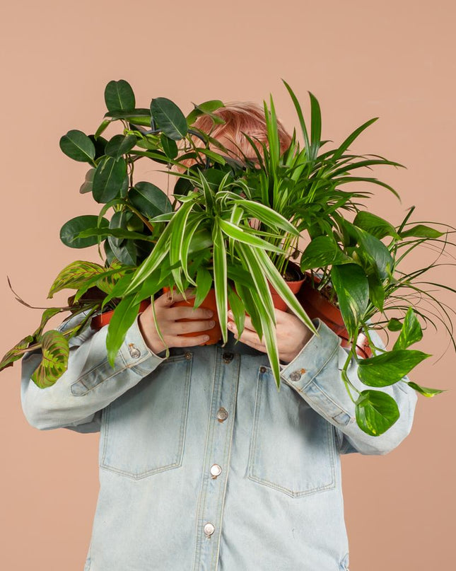 Groene Kneusjesbox - 12 stuks - incl 12 x pot wit