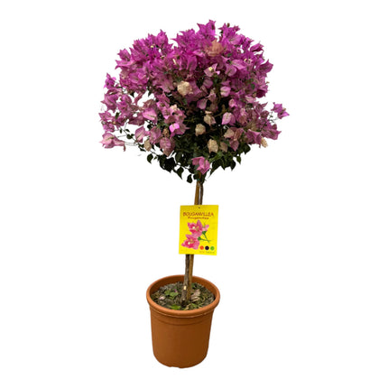 Bougainvillier sur tige - 110 cm - Ø21cm