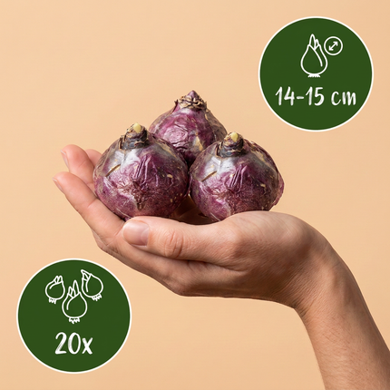 20x mélange pastel de Hyacinthus - mélange de jacinthes pastel - Pastel - Floraison printanière - calibre de bulbe 14/15