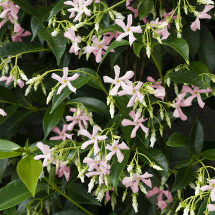 Trachelospermum 'Star of Ibiza' - Toscaanse Jasmijn Roze - Ø15cm - ↕65cm