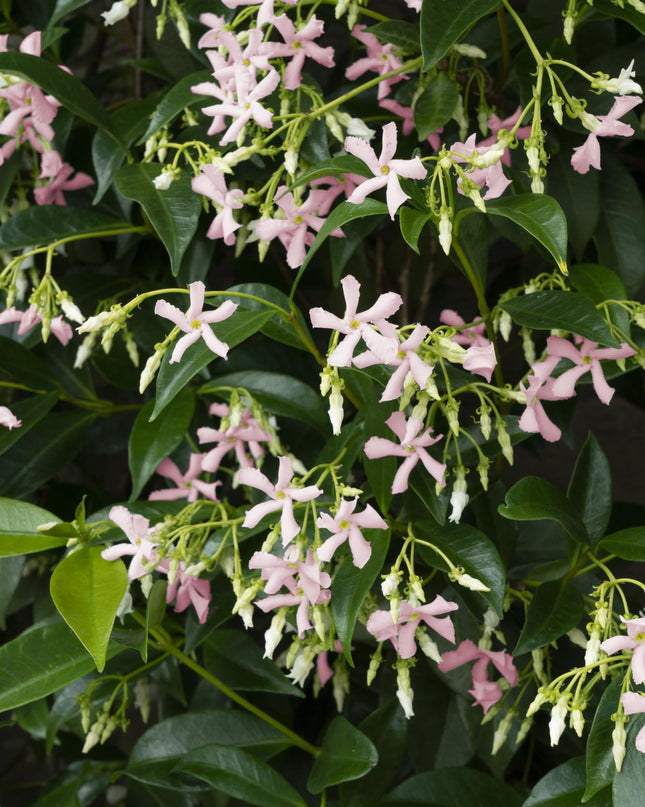Trachelospermum 'Star of Ibiza' - Toscaanse Jasmijn Roze - Ø15cm - ↕65cm