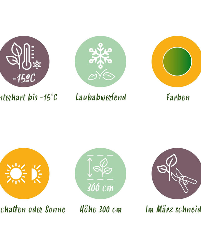 Acero giapponese - Acer palmatum Methamorphosa - 2 pezzi - Vaso 19 cm Altezza 70 cm