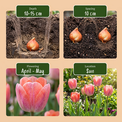 160x Tulipa Positive Vibe – Tulpe Positive Vibe – Verschiedene – Frühjahrsblüher – Zwiebelgröße 11/12