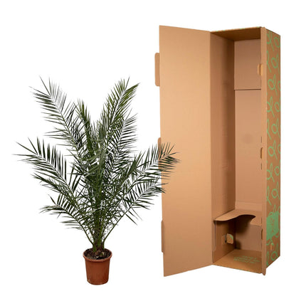Phoenix Canariensis - 180 cm - Ø27cm