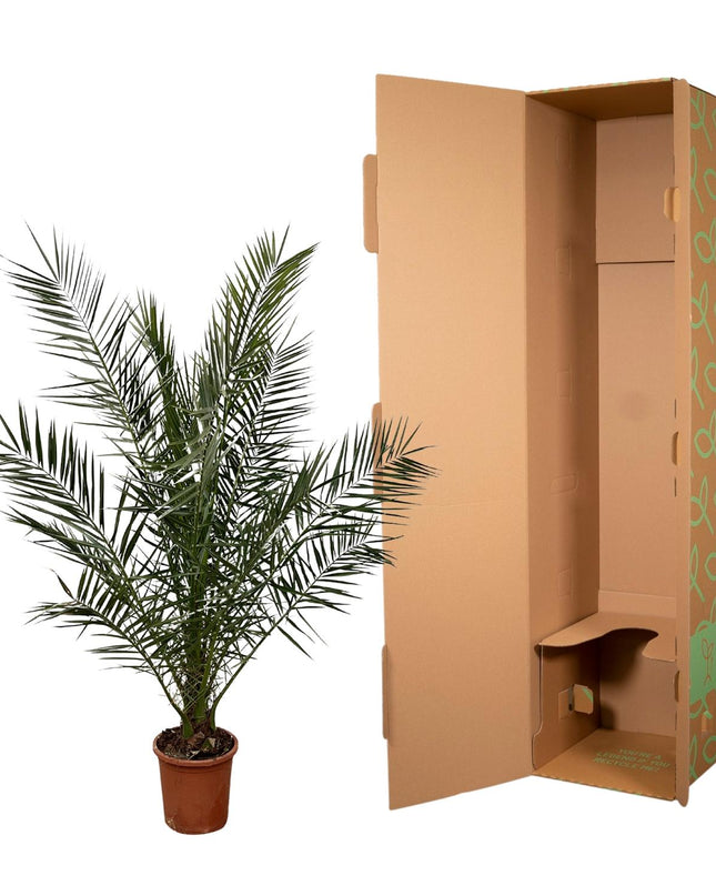 Phoenix Canariensis - 180 cm - Ø27 cm