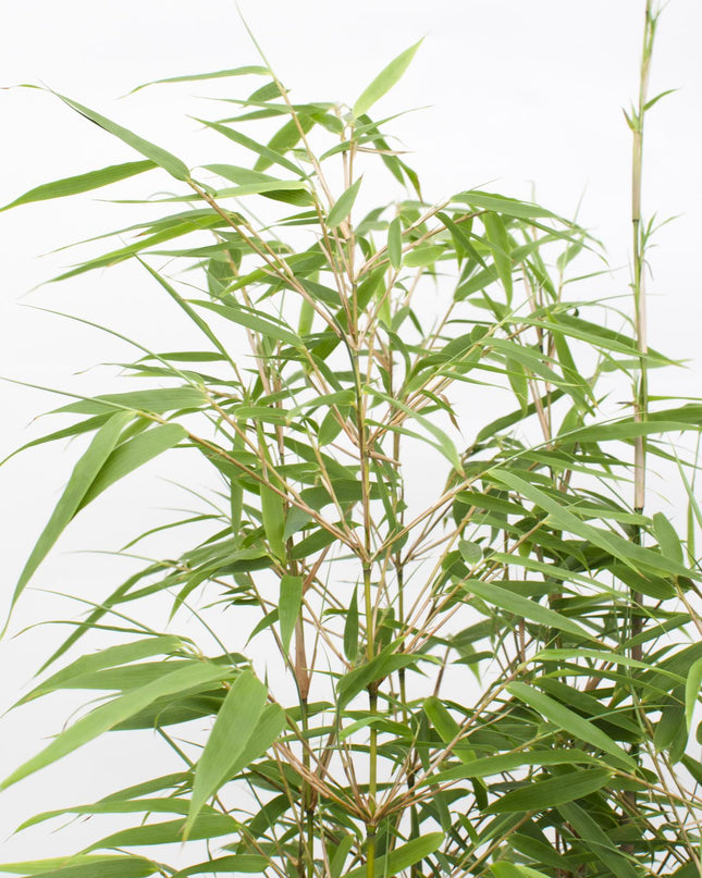 Fargesia rufa - Niet woekerende bamboe - Ø29cm - ↕80cm - Ø19 - ↨60cm