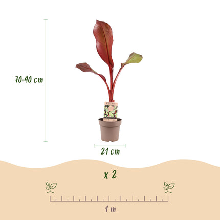 Musa ensete Maurelli – Bananenbaum – winterhart – rot-grün – Topf 21 cm – Höhe 90 cm