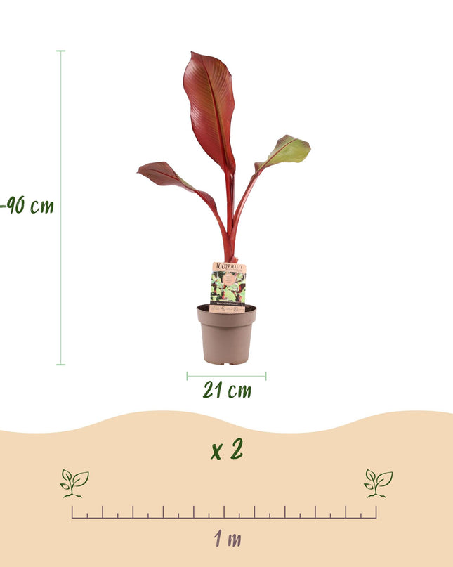 Musa ensete Maurelli – Bananenbaum – winterhart – rot-grün – Topf 21 cm – Höhe 90 cm