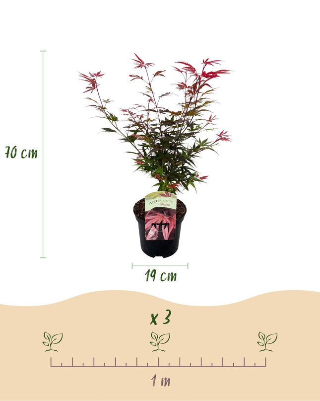 Acero giapponese - Acer palmatum Shaina - Rosso - 2 pezzi - Vaso 19 cm Altezza 70 cm