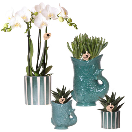Orchidee | Set di orchidea Amabilis bianca e piante grasse in vasi decorativi di ceramica - dimensione vaso Ø9cm e Ø6cm | pianta da interno fiorita - fresca dal vivaio