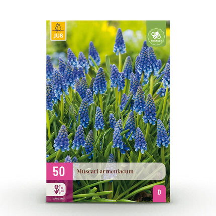 Bloembollen - Muscari Armeniacum - Kleur Blauw - 50 stuks - Bolmaat 8/9 - XXL Pack