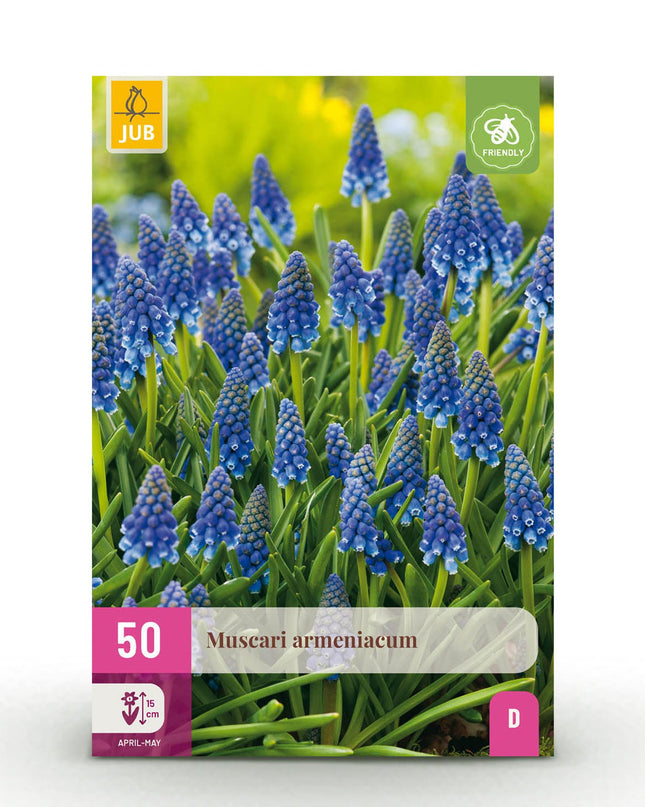 Bloembollen - Muscari Armeniacum - Kleur Blauw - 50 stuks - Bolmaat 8/9 - XXL Pack
