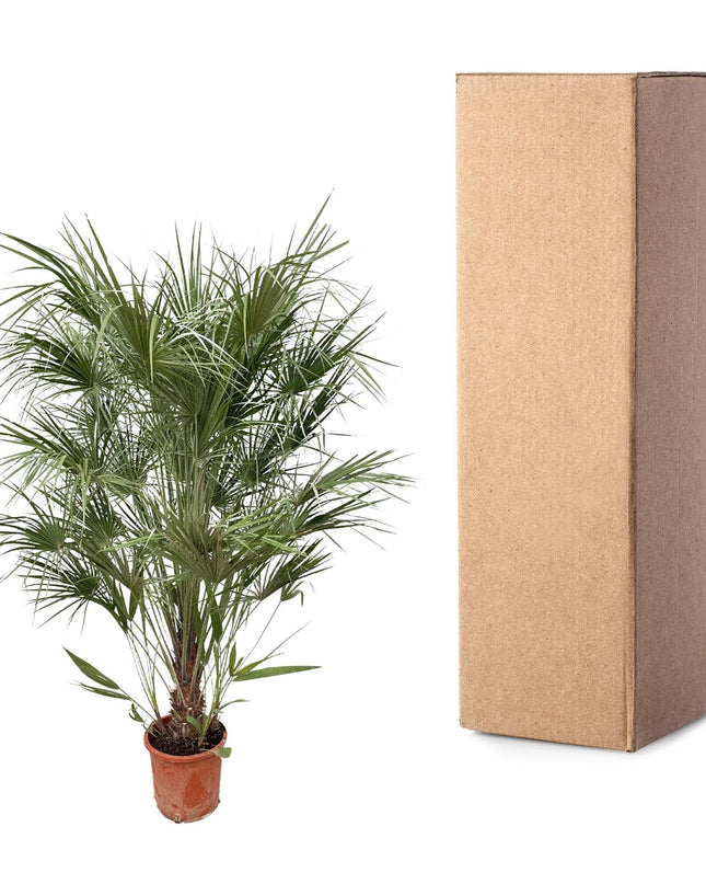 Chamaerops Humilis struik - 170cm- Ø30