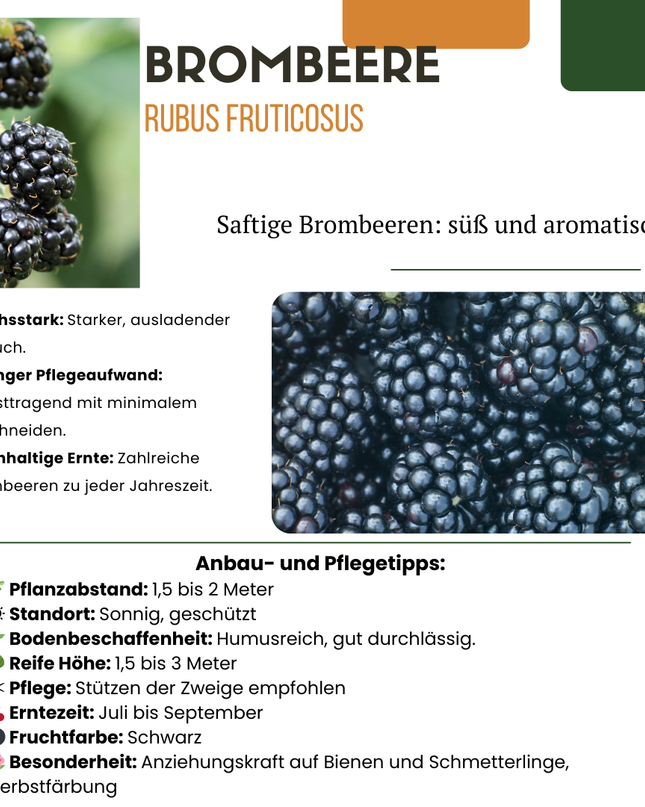 Cespi di more BIO 6 pezzi - Ø 13 cm - ↨ 20 cm