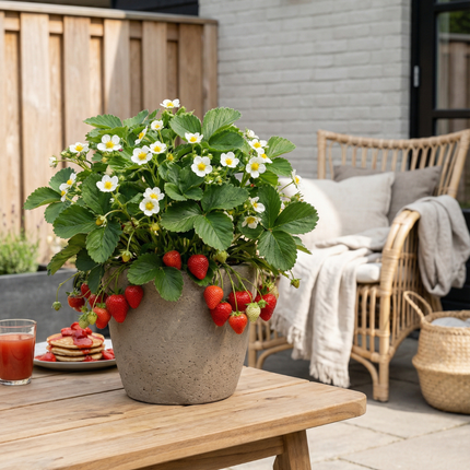 Erdbeeren 6er Pack (Fragaria) 100% biologisch 8x