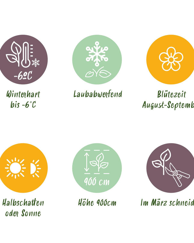 Passionflower - Passiflora Tricolour - Flower Pink White Purple - Low maintenance - 3 plants - Pot 11cm Height 40cm