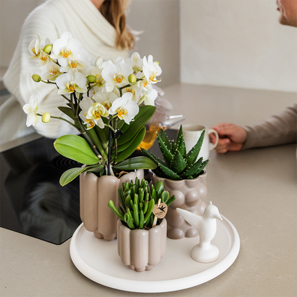 Kolibri Orchids | Coffret Cadeau Slow Living | Plantes vertes avec orchidée Phalaenopsis blanche Lausanne en pots décoratifs en céramique beige sur plateau blanc