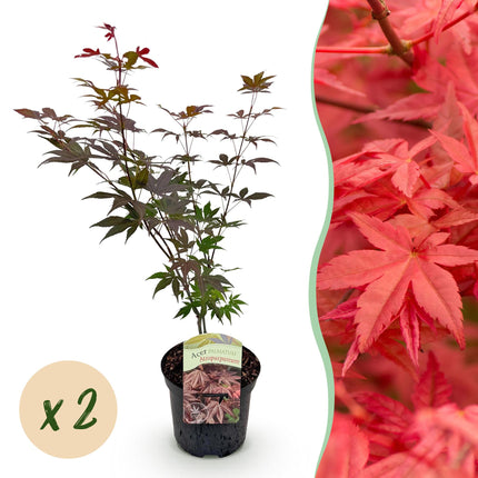 Japanse Esdoorn - Acer palmatum Atropurpureum - Paars - 2 stuks - Pot 19cm Hoogte 70cm