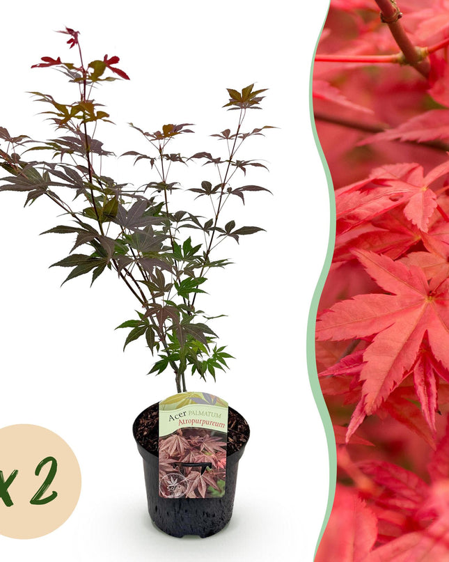 Acero giapponese - Acer palmatum Atropurpureum - Viola - 2 pezzi - Vaso 19cm Altezza 70cm