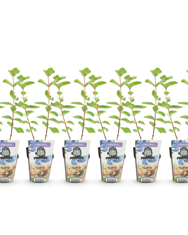 Honeyberry Fruit Plants - 6 Plants - Lonicera caerulea Kamtschatica - Hardy in Winter - Pot 9 cm - Blue Berry
