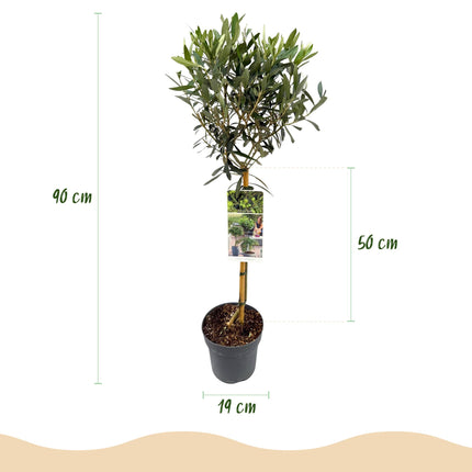 Olea Europaea - Terras Plant - Bladhoudend - Winterhard - Olijfgroen Blad - Pot 19cm Hoogte 90cm