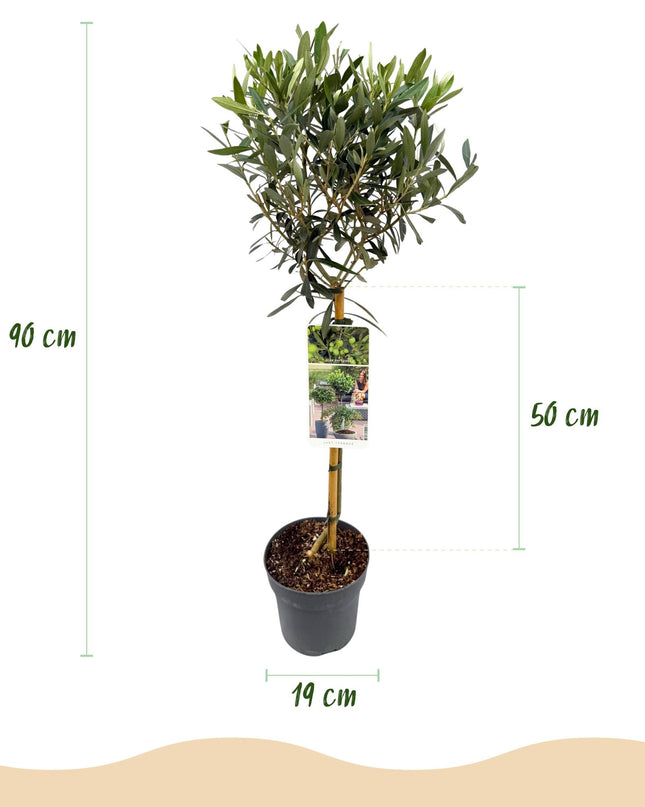 Olea Europaea - Terras Plant - Bladhoudend - Winterhard - Olijfgroen Blad - Pot 19cm Hoogte 90cm