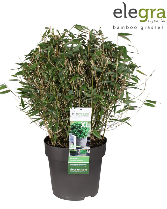 Fargesia 'Moontears'Â® Boobux - Compact groeiend, niet woekerende bamboe - Ø29cm - ↕70cm
