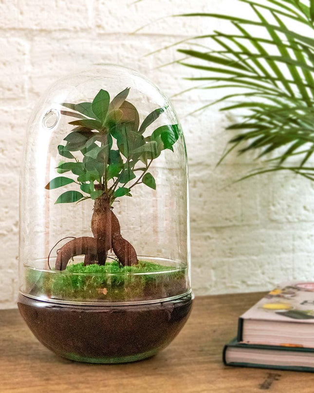 DIY terrarium - Egg XL Bonsai - ↕ 30 cm