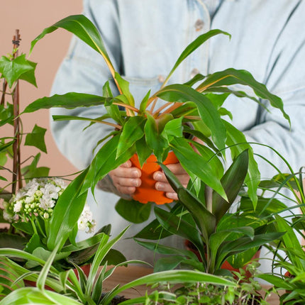 Groene Kneusjesbox - 6 stuks - incl. 6 x pot zwart