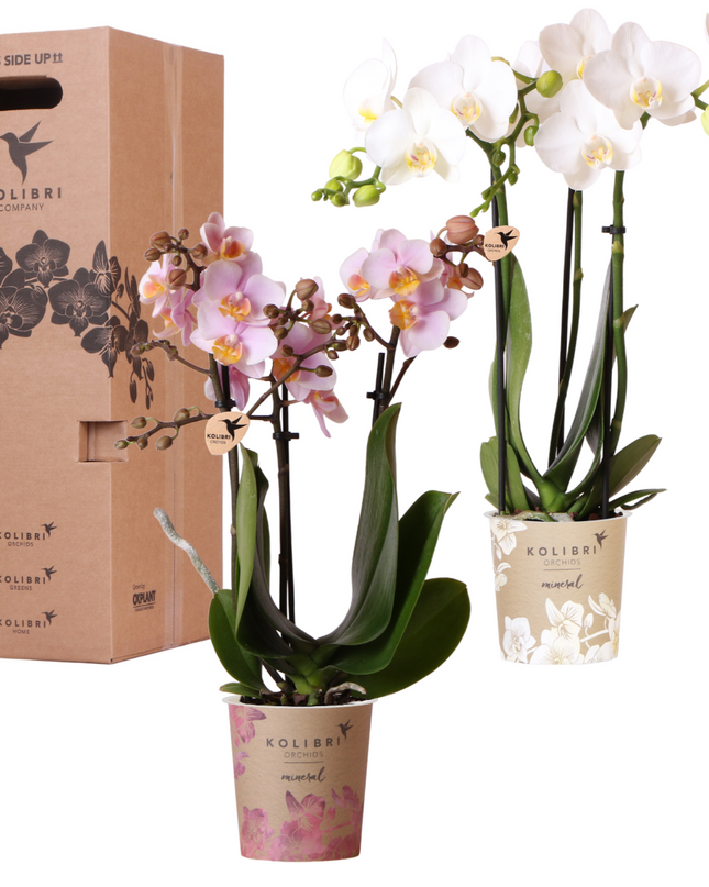 Kolibri Orchids - Surprise box mix - planten voordeel box - verrassingsbox met 2 verschillende orchideeën Ø9cm - vers van de kweker