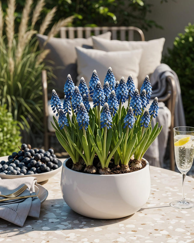 Bloembollen - Muscari Armeniacum - Kleur Blauw - 50 stuks - Bolmaat 8/9 - XXL Pack