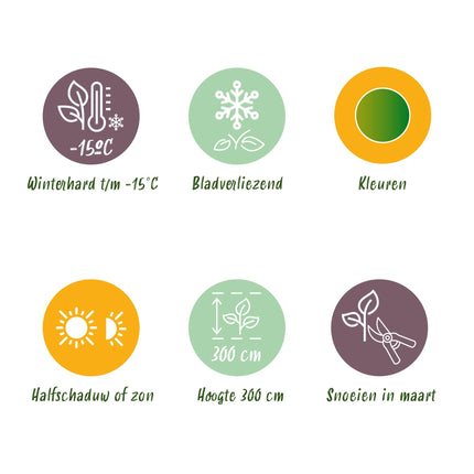 Japanse Esdoorn - Acer palmatum Methamorphosa - 2 stuks - Pot 19cm Hoogte 70cm