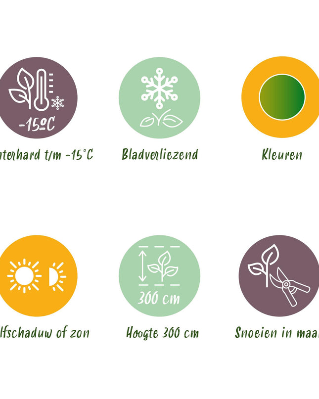 Acero giapponese - Acer palmatum Methamorphosa - 2 pezzi - Vaso 19 cm Altezza 70 cm