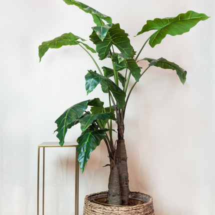 Kunstplant - Alocasia - Olifantsoor - ↕ 180 cm