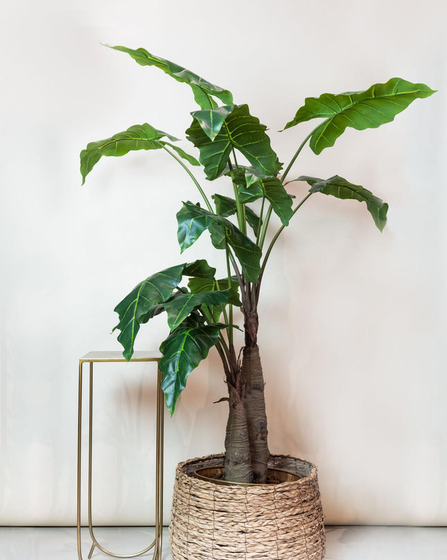 Kunstplant - Alocasia - Olifantsoor - ↕ 180 cm
