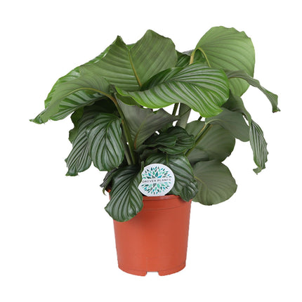 Calathea Orbifolia - Ø21cm - ↕65cm
