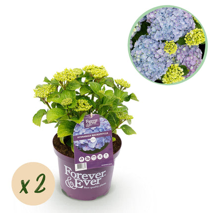 Hortensia Blauw  - Hydrangea Forever & Ever - 2 Planten - Pot 23cm Hoogte 55cm