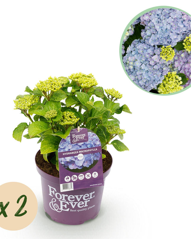 Hortensia Blauw  - Hydrangea Forever & Ever - 2 Planten - Pot 23cm Hoogte 55cm