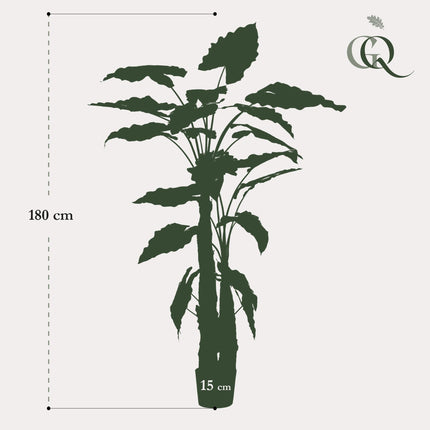 Kunstplant - Alocasia - Olifantsoor - ↕ 180 cm